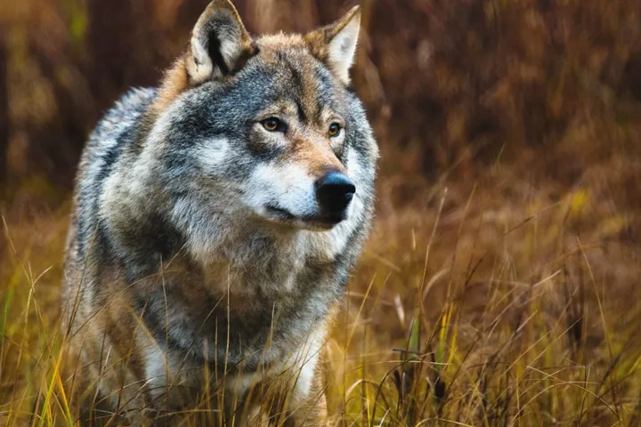 Are You A Sales Monkey Or Alpha Wolf?